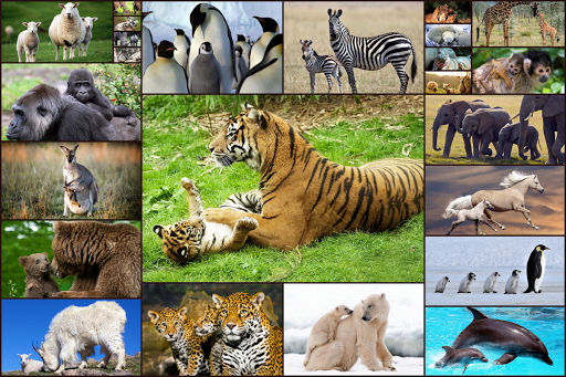 Познавательный проект "Удивительный мир животных"